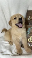 Blondie, a female Golden Retriever for sale in Greenfield, IN – Photo 1 of 5