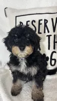 Joey, a male Bernedoodle for sale in Greenfield, IN – 5 of 6