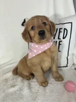 Butterscotch, a female Golden Retriever for sale in Greenfield, IN – 3 of 5