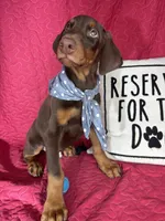 Duke, a male Doberman Pinscher for sale in Greenfield, IN – 6 of 6
