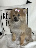 Penelope, a female Pomeranian for sale in Greenfield, IN – 2 of 4