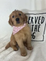 Saffron, a female Golden Retriever for sale in Greenfield, IN – 2 of 5