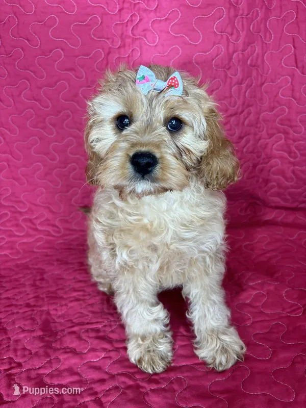 Monica – Cavapoo puppy for sale in Greenfield, IN