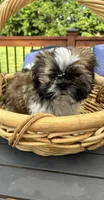 Skipper, a male Shih Tzu for sale in Greenfield, IN – 2 of 6