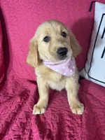 Ginger, a female Golden Retriever for sale in Greenfield, IN – 3 of 5
