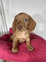 Duke, a male Dachshund for sale in Greenfield, IN – 1 of 6