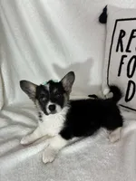Casey (Mothers Day Special), a female Pembroke Welsh Corgi for sale in Greenfield, IN – 4 of 4