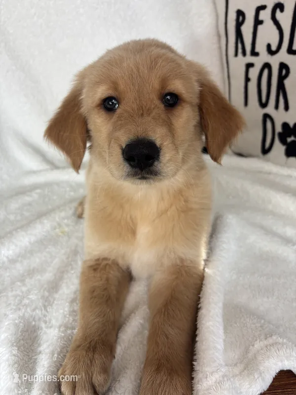Gunner – Golden Retriever puppy for sale in Greenfield, IN