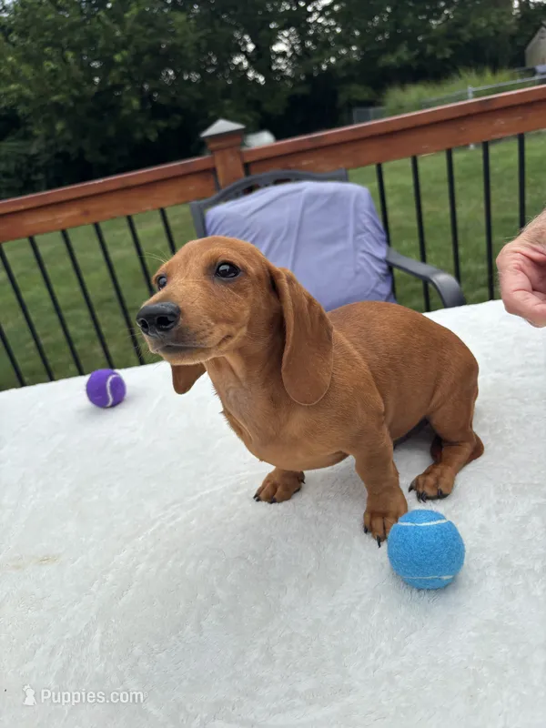 Rex – Dachshund puppy for sale in Greenfield, IN
