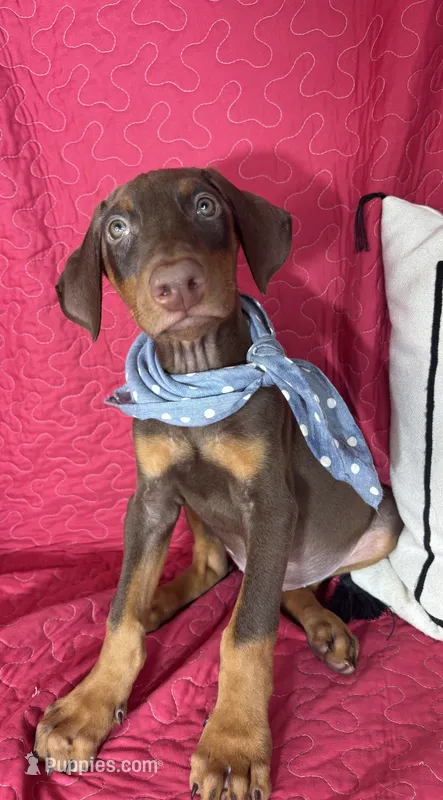 Diesel – Doberman Pinscher puppy for sale in Greenfield, IN