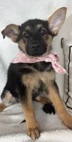 Gracie, a female German Shepherd Dog for sale in Greenfield, IN – 5 of 5