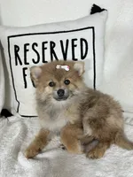 Penelope, a female Pomeranian for sale in Greenfield, IN – 4 of 4