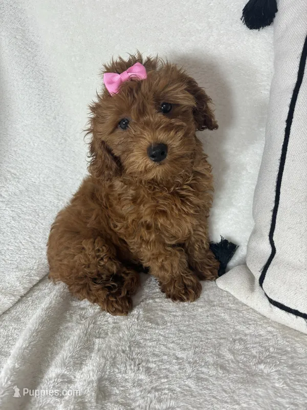 Gracie – Miniature Goldendoodle puppy for sale in Greenfield, IN
