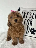 Gracie, a female Miniature Goldendoodle for sale in Greenfield, IN – 2 of 5