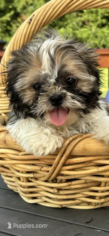 Skittle – Shih Tzu puppy for sale in Greenfield, IN