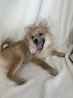 Penelope, a female Pomeranian for sale in Greenfield, IN – 3 of 5