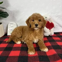 Gracie, a female Miniature Goldendoodle for sale in Greenfield, IN – Photo 4 of 6
