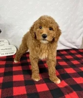 Gracie, a female Miniature Goldendoodle for sale in Greenfield, IN – Photo 2 of 6