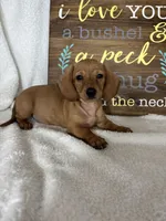 Dixie, a female Dachshund for sale in Greenfield, IN – 2 of 6