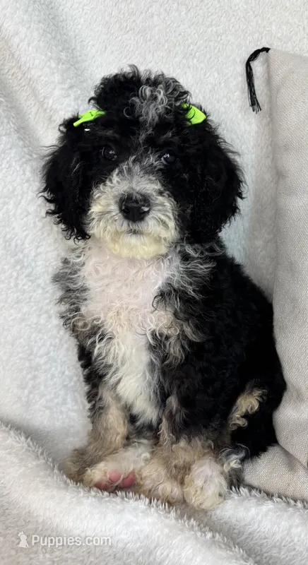 Molly – Bernedoodle puppy for sale in Greenfield, IN