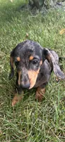 Rick, a male Miniature Dachshund for sale in Greenfield, IN – 6 of 7