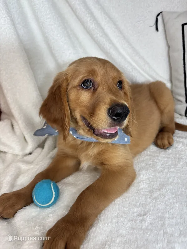 Goose – Golden Retriever puppy for sale in Greenfield, IN