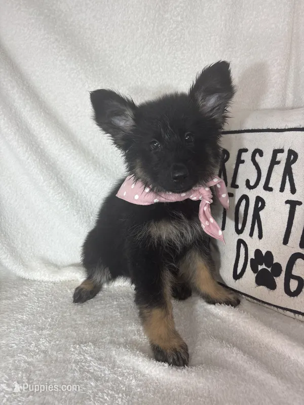 Gwyneth – German Shepherd Dog puppy for sale in Greenfield, IN