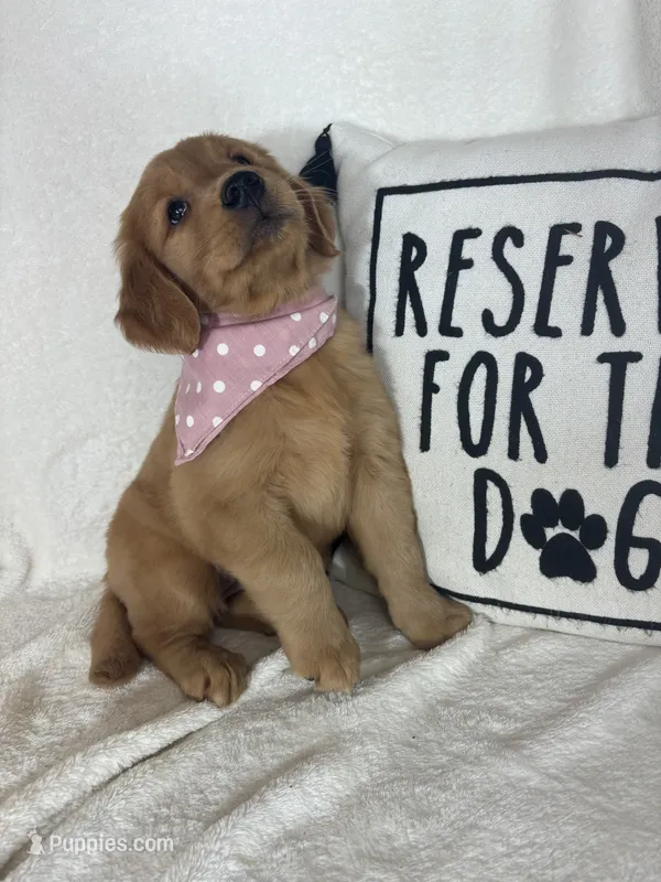 Amber – Golden Retriever puppy for sale in Greenfield, IN