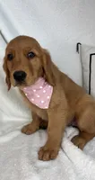 Ginger, a female Golden Retriever for sale in Greenfield, IN – 4 of 5
