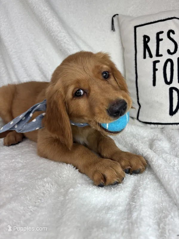Grover – Golden Retriever puppy for sale in Greenfield, IN