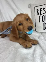 Grover, a male Golden Retriever for sale in Greenfield, IN – 1 of 6