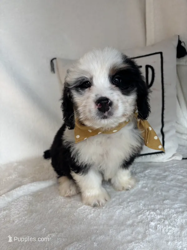 Max – Bernedoodle puppy for sale in Greenfield, IN