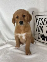 Ginger, a female Golden Retriever for sale in Greenfield, IN – 4 of 5