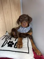 Duke, a male Doberman Pinscher for sale in Greenfield, IN – 4 of 6