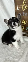 Casey , a female Pembroke Welsh Corgi for sale in Greenfield, IN – 2 of 4