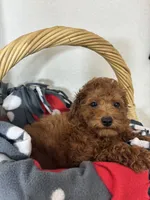 Gabe , a male Miniature Goldendoodle for sale in Greenfield, IN – 4 of 5