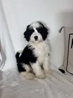 Mozart, a male Bernedoodle for sale in Greenfield, IN – 3 of 5