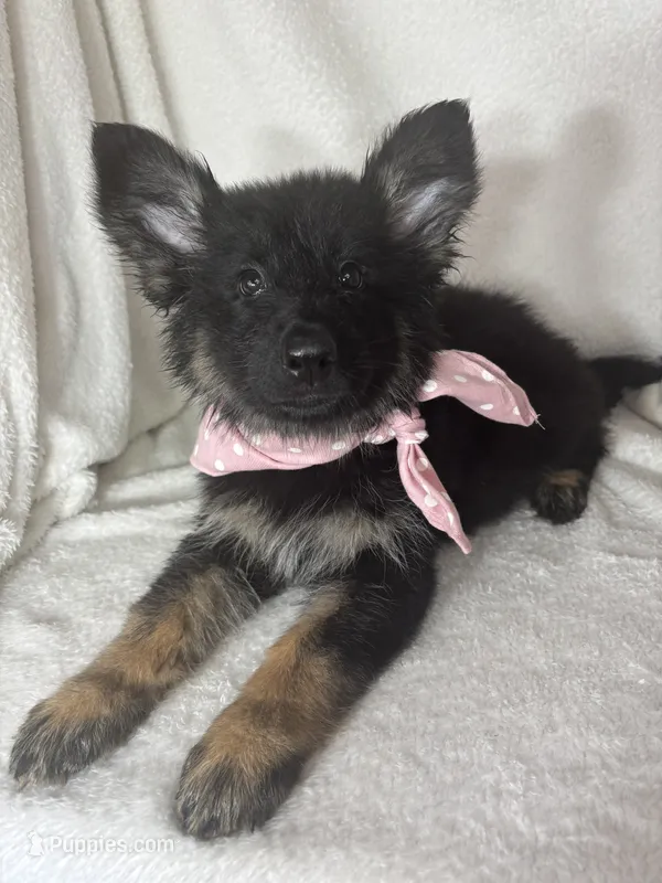 Gwyneth – German Shepherd Dog puppy for sale in Greenfield, IN