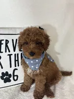 Gage, a male Miniature Goldendoodle for sale in Greenfield, IN – 4 of 4