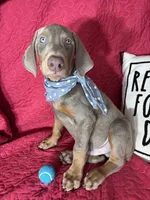 Dalton, a male Doberman Pinscher for sale in Greenfield, IN – 3 of 6