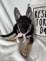 Glenda, a female German Shepherd Dog for sale in Greenfield, IN – 3 of 7