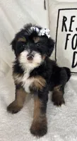 Macy, a female Bernedoodle for sale in Greenfield, IN – 6 of 6