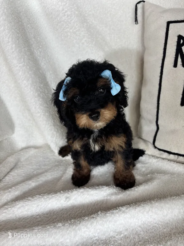 Mira – Miniature Bernedoodle puppy for sale in Greenfield, IN