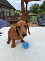 Rex, a male Miniature Dachshund for sale in Greenfield, IN – 3 of 5