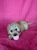 Monica, a female Cavapoo for sale in Greenfield, IN – 3 of 4