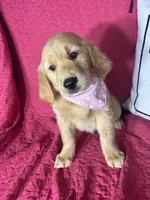 Gracie, a female Golden Retriever for sale in Greenfield, IN – 4 of 5