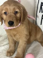 Sandy, a female Golden Retriever for sale in Greenfield, IN – 2 of 5