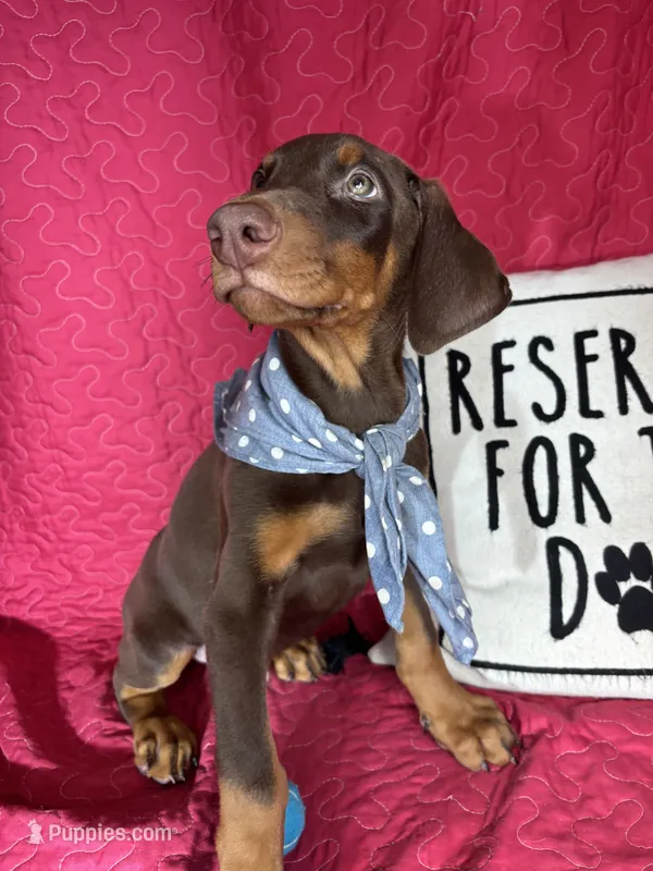 Duke – Doberman Pinscher puppy for sale in Greenfield, IN