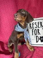 Duke, a male Doberman Pinscher for sale in Greenfield, IN – 1 of 6