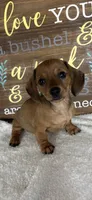 Daisey, a female Dachshund for sale in Greenfield, IN – 2 of 6